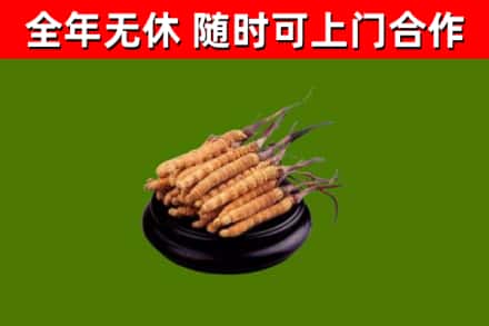 站前回收冬虫夏草